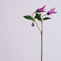 Ørering med guldfarvede detaljer og lilla dråbeformet vedhæng, hængende fra en stilk med lilla blomster, fra Julie Sandlau Outlet i Ringsted Designer Outlet